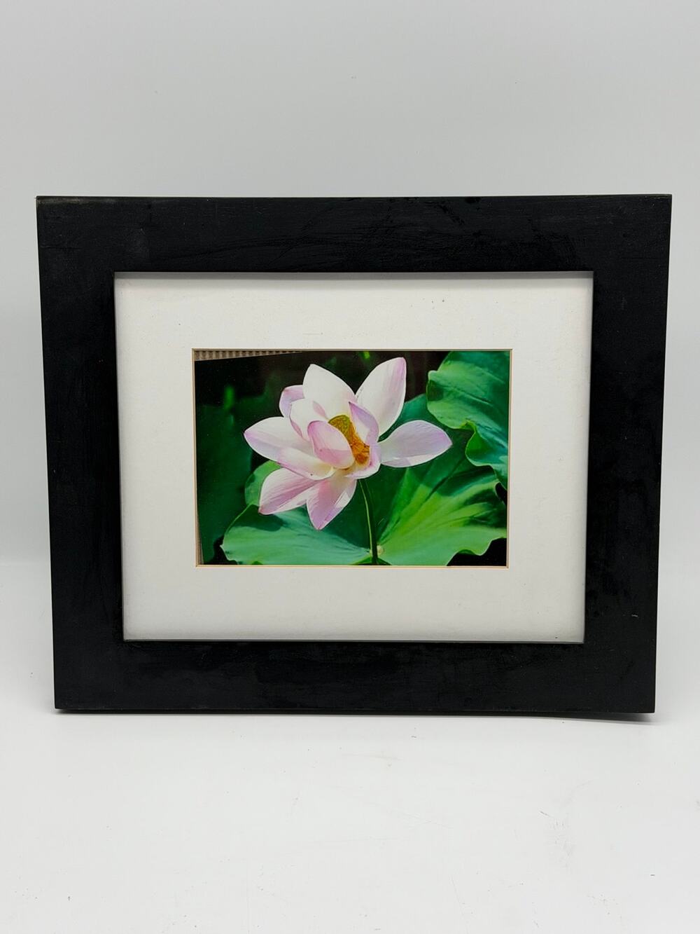 Framed Pink Lotus Botanical Art Print - 13”x11”